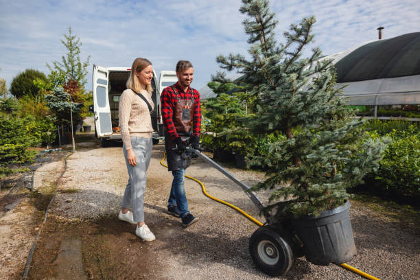 The Steps Involved in Our Tree Care Process in Temecula, CA